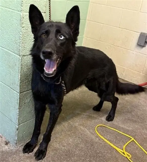 Vina - German Shepherd Dog