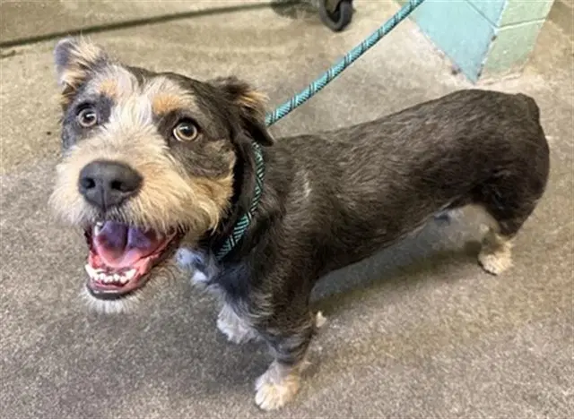 Ariel - Terrier