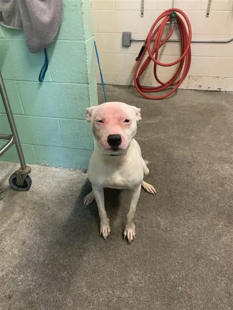 Moet - Pit Bull Terrier