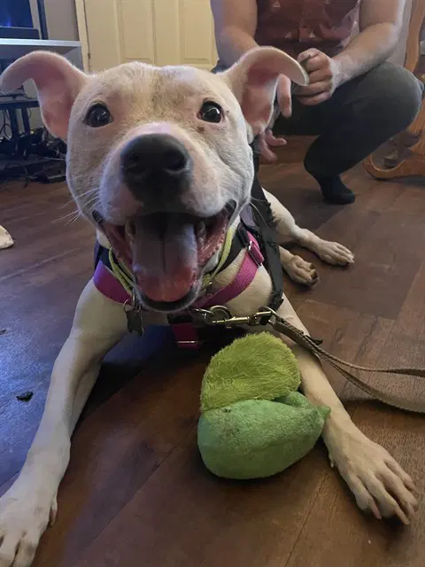 Moet - Pit Bull Terrier