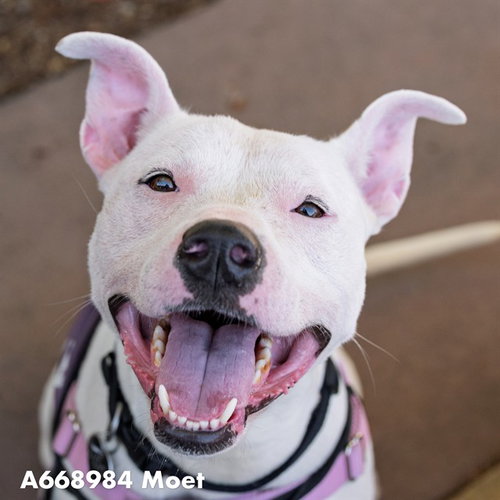 picture of the dog needing adoption