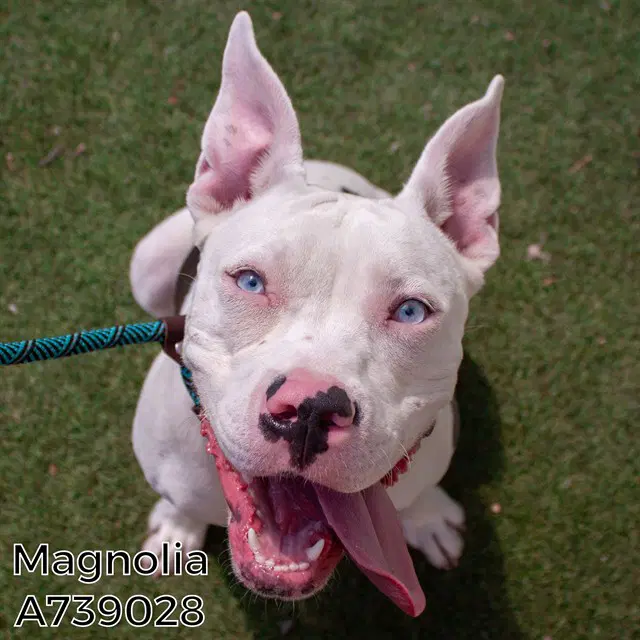 Magnolia - Pit Bull Terrier