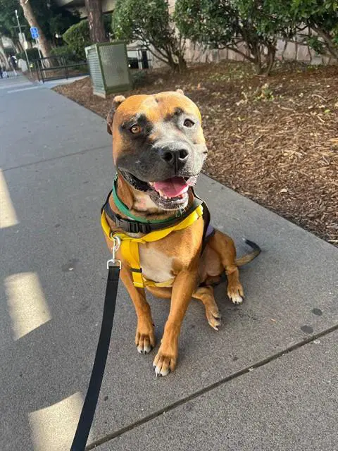 Dante - Boxer
