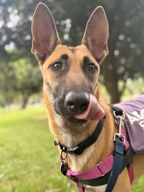 Nina - Belgian Shepherd Malinois