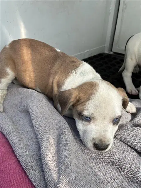 Rita - Pit Bull Terrier