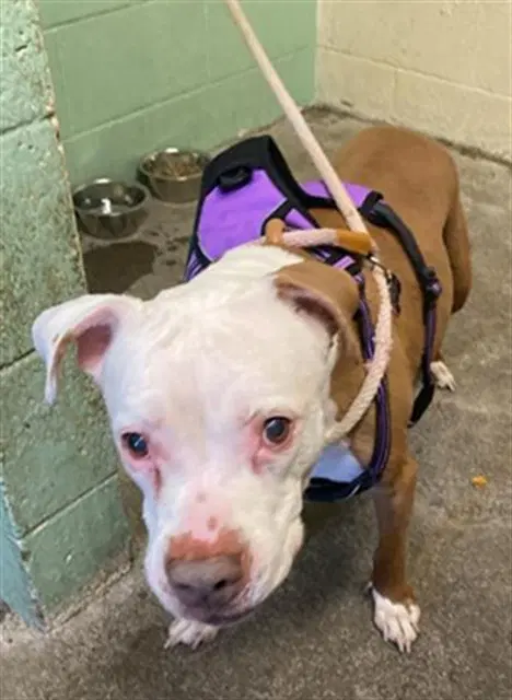Stella - Pit Bull Terrier