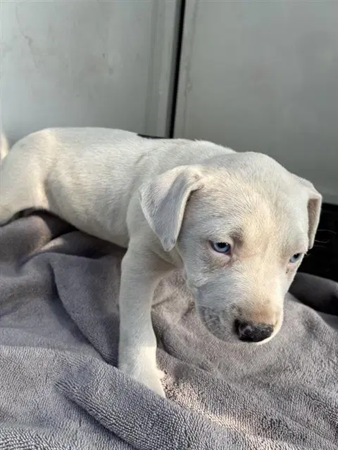 Rayleen - Pit Bull Terrier