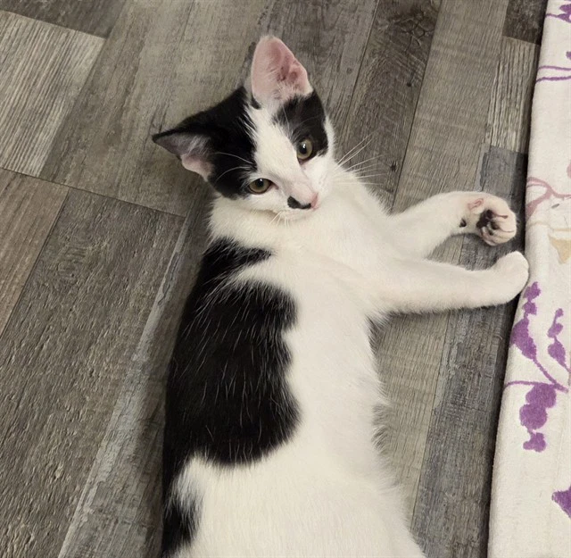 Elsa