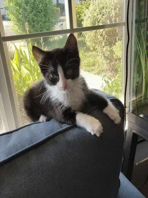 Boss Man - Domestic Short Hair