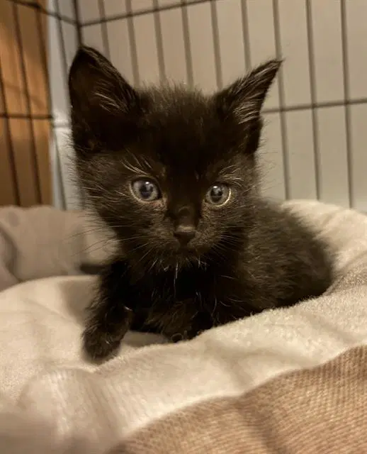 Earl - Domestic Short Hair