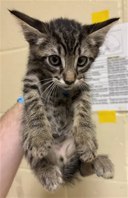 Unknown - Domestic Short Hair