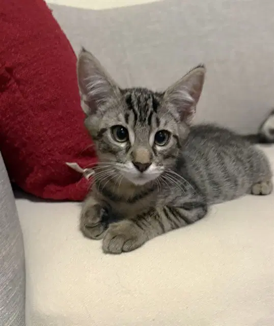 Unknown - Domestic Short Hair