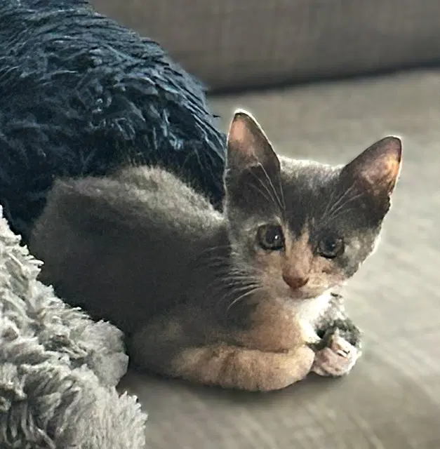 Bear - Domestic Short Hair
