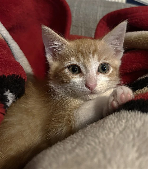 Garfield