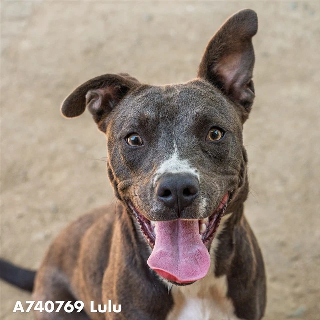Lulu
