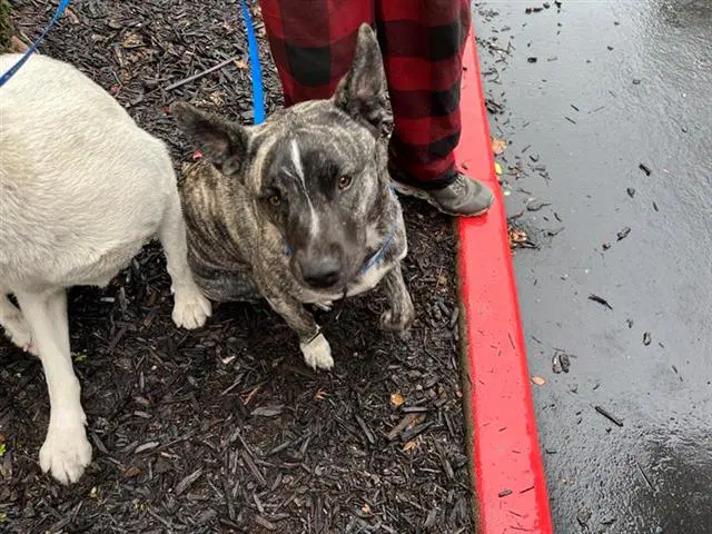 Buu - Pit Bull Terrier