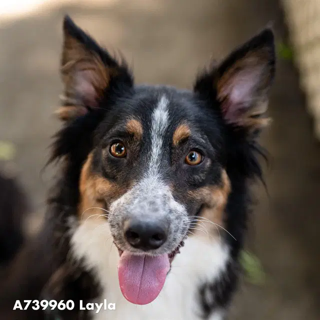 Twilight - Australian Shepherd