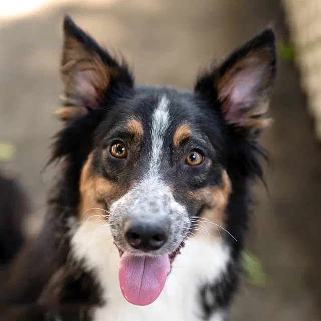 Twilight - Australian Shepherd