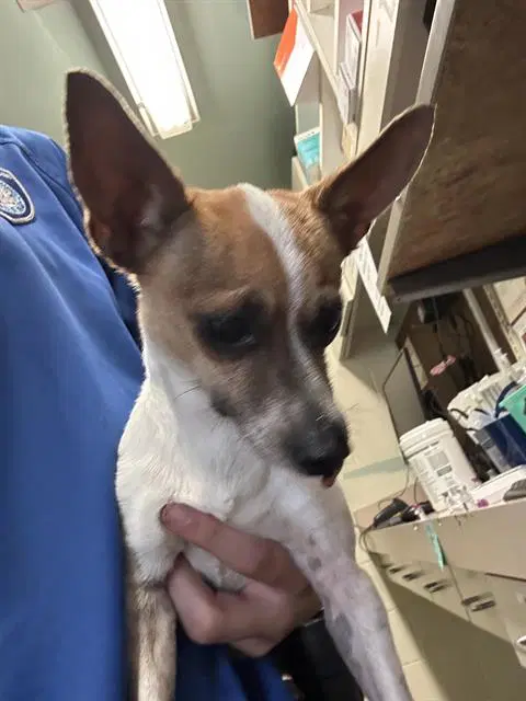 Bingo - Chihuahua