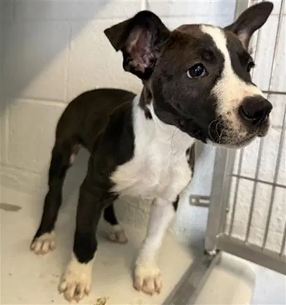 Bandit - Pit Bull Terrier