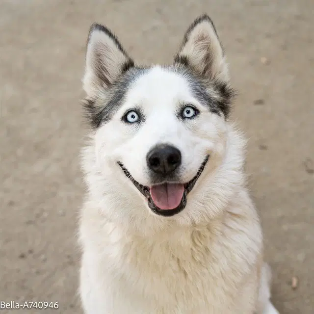 Bella - Siberian Husky
