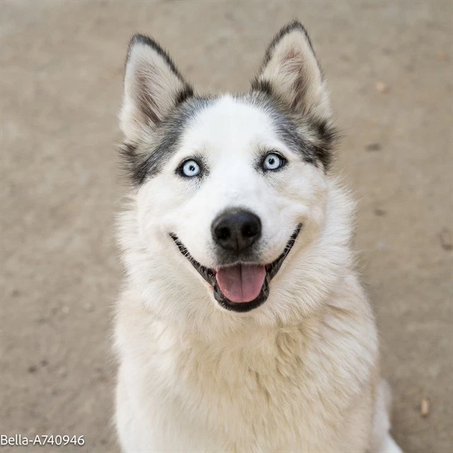 Bella