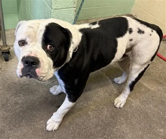 Winston - American Bulldog