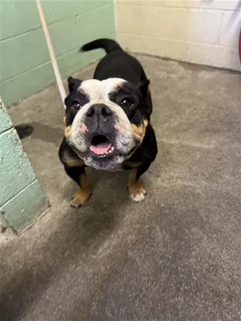 Queen Elizabeth - English Bulldog