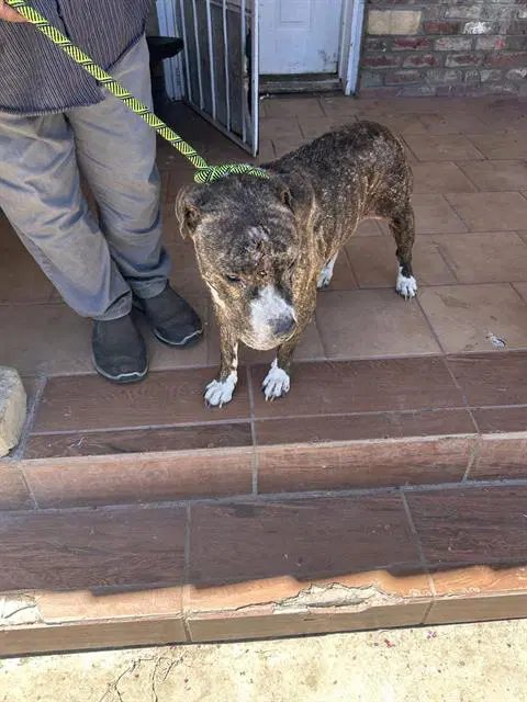 Xerxes - Pit Bull Terrier
