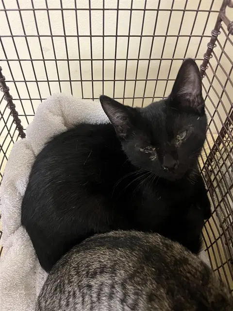 Unknown - Domestic Short Hair