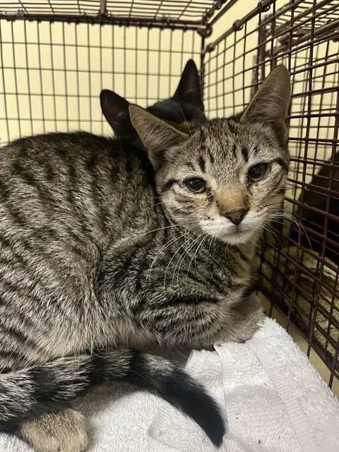 Unknown - Domestic Short Hair