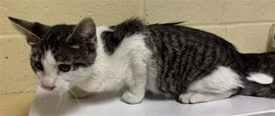 Unknown - Domestic Short Hair