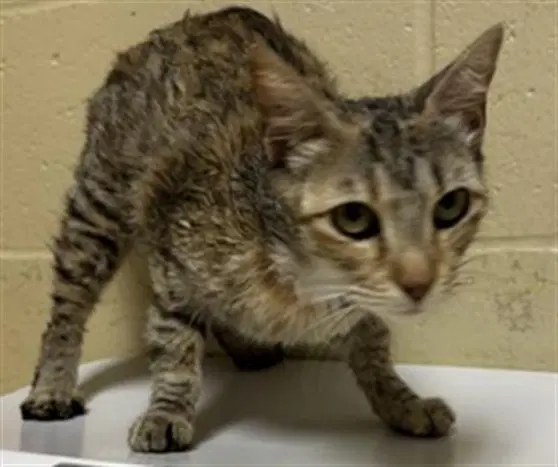Unknown - Domestic Short Hair