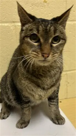 Star - Domestic Short Hair
