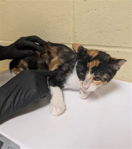 Unknown - Domestic Short Hair