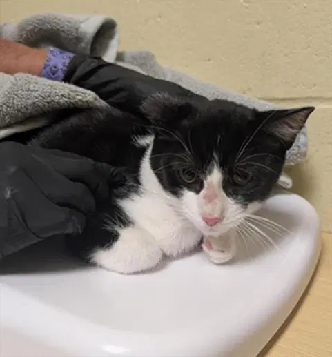 Unknown - Domestic Short Hair