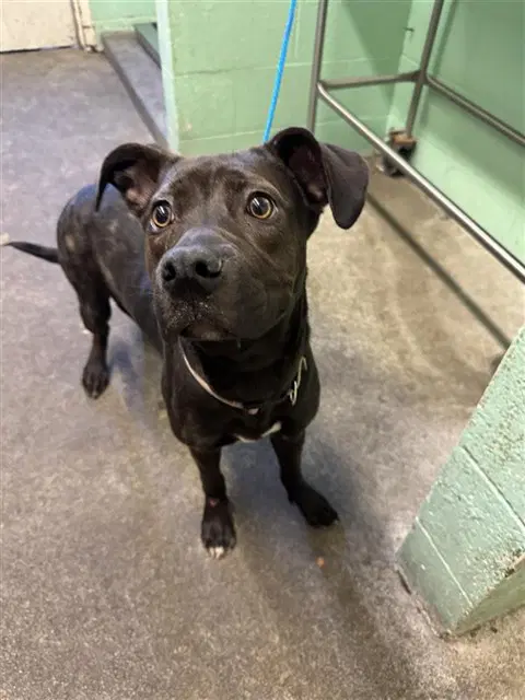 Skittles - Pit Bull Terrier
