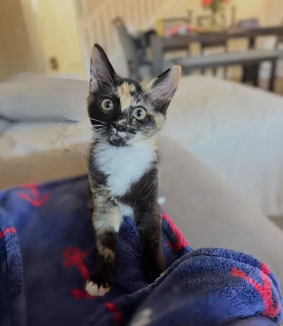 Karen - Domestic Short Hair