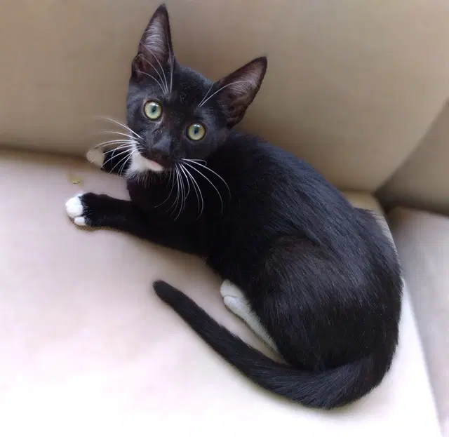 Dapper Dan - Domestic Short Hair