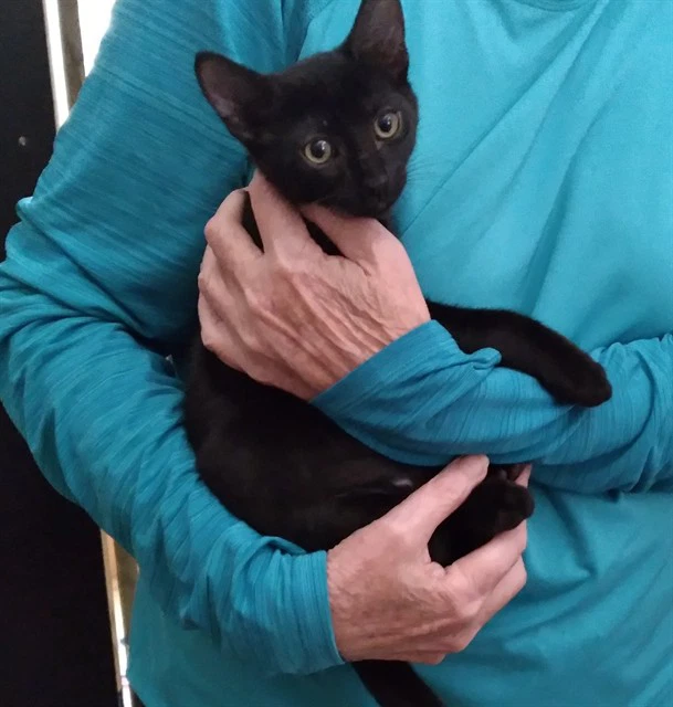 Inky Romeo