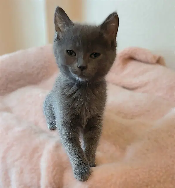 Kay - Domestic Short Hair