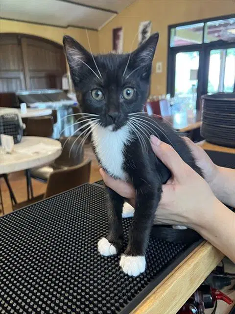 Trixie - Domestic Short Hair