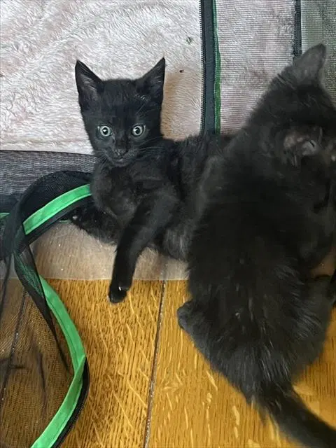 Binx - Domestic Short Hair