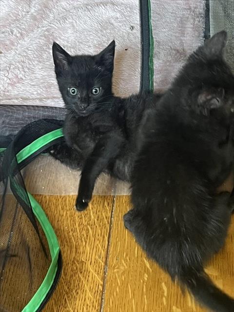 Binx