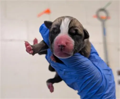 Unknown - Pit Bull Terrier