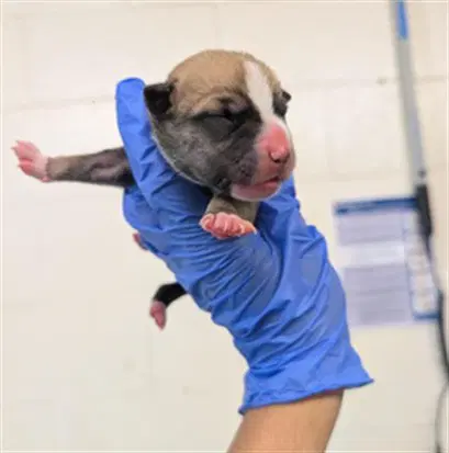 Unknown - Pit Bull Terrier