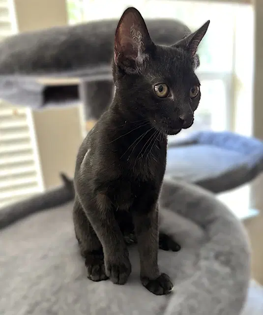 Marceline - Domestic Short Hair