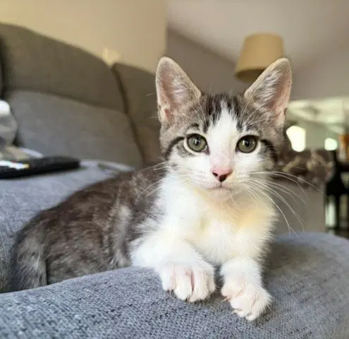Ernie image 1