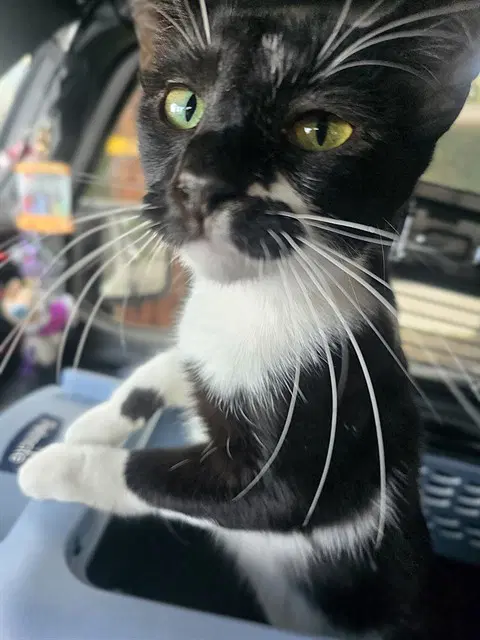Sweat Pea - Domestic Short Hair