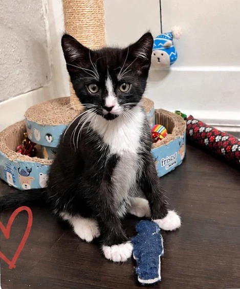 Mister Mushnik